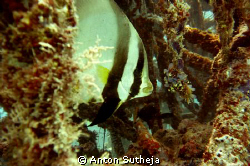bat fish inside the house reef wrecks...
it is so fascin... by Anton Sutheja 